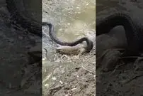 (ویدئو) مبارزه هولناک شاه کبرا و بزمجه برای شکار یکدیگر