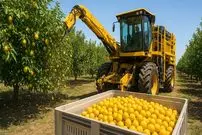 ببینید| چگونه کشاورزان آمریکایی صدها تن لیمو را برداشت می کنند؟