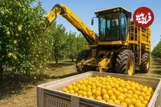 ببینید| چگونه کشاورزان آمریکایی صدها تن لیمو را برداشت می کنند؟