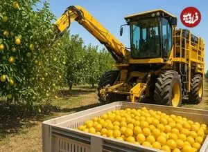 ببینید| چگونه کشاورزان آمریکایی صدها تن لیمو را برداشت می کنند؟