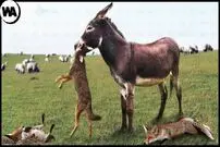 (ویدئو) خشمگین ترین الاغ های جهان؛ این خرها سگ و گرگ و کفتار می کشند!