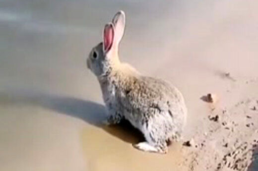 ( ویدیو) تاکنون شنا کردن یک خرگوش در دریاچه را دیده‌اید؟