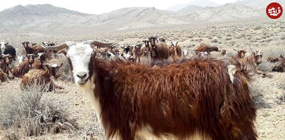 (تصاویر) «بز ندوشن»؛ بز یزدی با بهترین کرک جهان که «پنیر معروف ندوشن» را تولید می‌کند