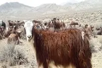 (تصاویر) «بز ندوشن»؛ بز یزدی با بهترین کرک جهان که «پنیر معروف ندوشن» را تولید می‌کند