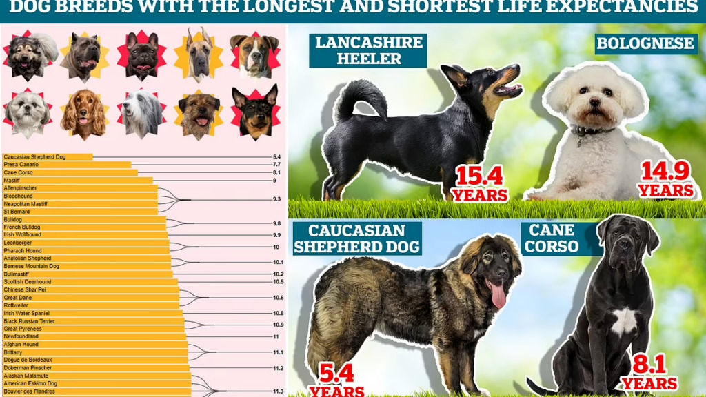 کمترین و بیشترین طول عمر سگ ها با توجه به نژاد؛ آیا سگ شما در این لیست قرار دارد؟