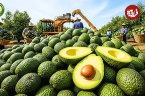 ببینید| چگونه آمریکایی ها هزاران تن آووکادو را برداشت و فرآوری می کنند؟