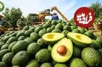 ببینید| چگونه آمریکایی ها هزاران تن آووکادو را برداشت و فرآوری می کنند؟