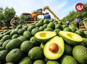 ببینید| چگونه آمریکایی ها هزاران تن آووکادو را برداشت و فرآوری می کنند؟