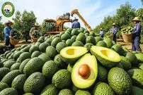 ببینید| چگونه آمریکایی ها هزاران تن آووکادو را برداشت و فرآوری می کنند؟