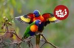 چرا حیوانات مناطق گرمسیری این‌قدر «رنگارنگ» هستند؟ 