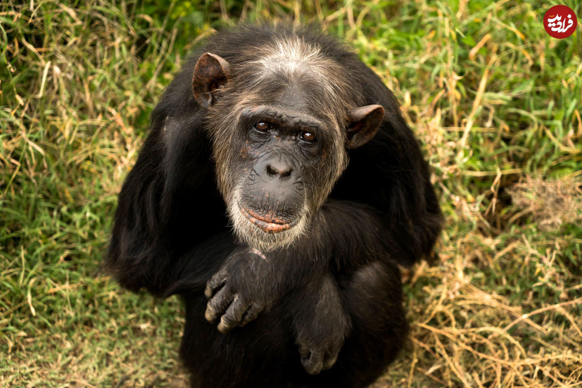 (عکس) شامپانزه عزاداری که ۳ ماه است نوزاد مرده‌اش را با خود حمل می‌کند