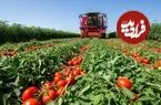 ببینید| چگونه آمریکایی ها هزاران تن گوجه فرنگی را برداشت و فرآوری می کنند؟