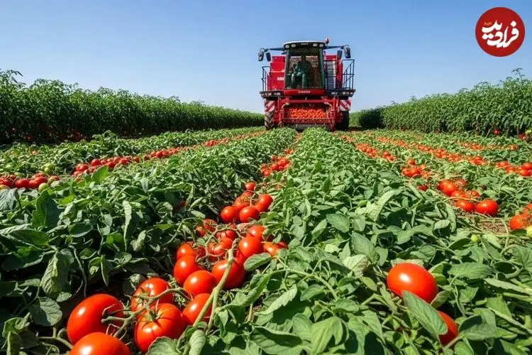 ببینید| چگونه آمریکایی ها هزاران تن گوجه فرنگی را برداشت و فرآوری می کنند؟