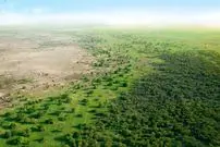 «جنگل‌کاری» عظیم چینی‌ها چگونه «چرخۀ آب» را تغییر داده است؟