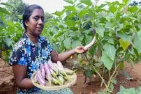 ببینید| غذای روستایی در سریلانکا؛ تهیه سالاد ماهی و بادمجان