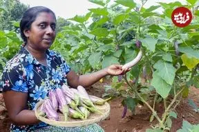 ببینید| غذای روستایی در سریلانکا؛ تهیه سالاد ماهی و بادمجان