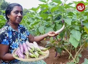 ببینید| غذای روستایی در سریلانکا؛ تهیه سالاد ماهی و بادمجان