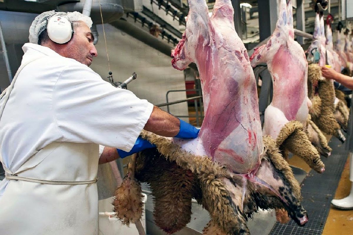 (ویدئو) فرایند تماشایی برش و بسته بندی گوشت گوسفند در کارخانه سنتی و مدرن
