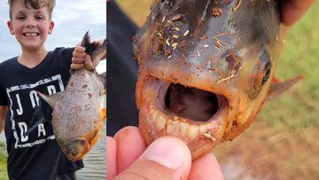 (عکس) دندان‌های انسان در دهان ماهی شگفتی‌ساز شد