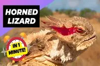 ببینید| مارمولک شاخدار؛ مارمولکی که هنگام خطر از چشمان خود خون پرتاب می کند!