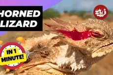 ببینید| مارمولک شاخدار؛ مارمولکی که هنگام خطر از چشمان خود خون پرتاب می کند!