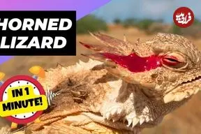 ببینید| مارمولک شاخدار؛ مارمولکی که هنگام خطر از چشمان خود خون پرتاب می کند!