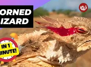 ببینید| مارمولک شاخدار؛ مارمولکی که هنگام خطر از چشمان خود خون پرتاب می کند!
