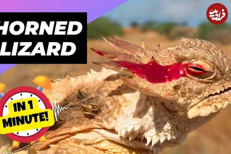 ببینید| مارمولک شاخدار؛ مارمولکی که هنگام خطر از چشمان خود خون پرتاب می کند!