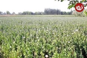 سفر در زمان؛ متن قانون اجازه کشت خشخاش و صدور تریاک در ایران