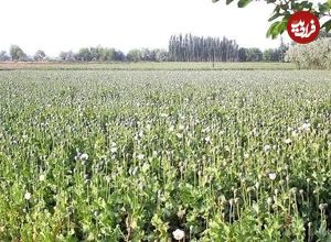 سفر در زمان؛ متن قانون اجازه کشت خشخاش و صدور تریاک در ایران