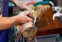 ببینید| غذای خیابانی در ژاپن؛ تهیه غذاهای متنوع با صدف و صدف حلزونی در اوکیناوا