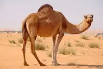 (ویدیو) نحوه شکار شتر در استرالیا به روایت تصویر!