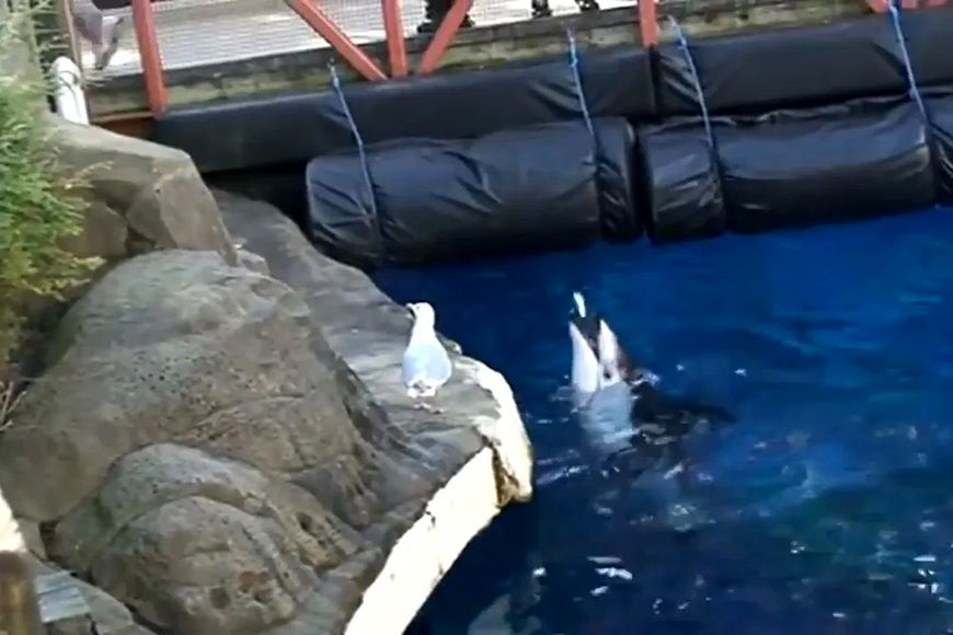 (ویدئو) صحنه ای باورنکردنی از حقه زدن یک دلفین به مرغ دریایی