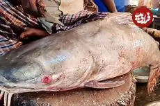 ببینید| برش زدن ماهرانه گربه ماهی بزرگ و به روش یک ماهی فروش هندی