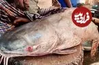 ببینید| برش زدن ماهرانه گربه ماهی بزرگ و به روش یک ماهی فروش هندی