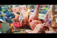 (ویدئو) مهارت خارق العاده استاد تایلندی در برش زدن گاو غول پیکر 650 کیلوگرمی