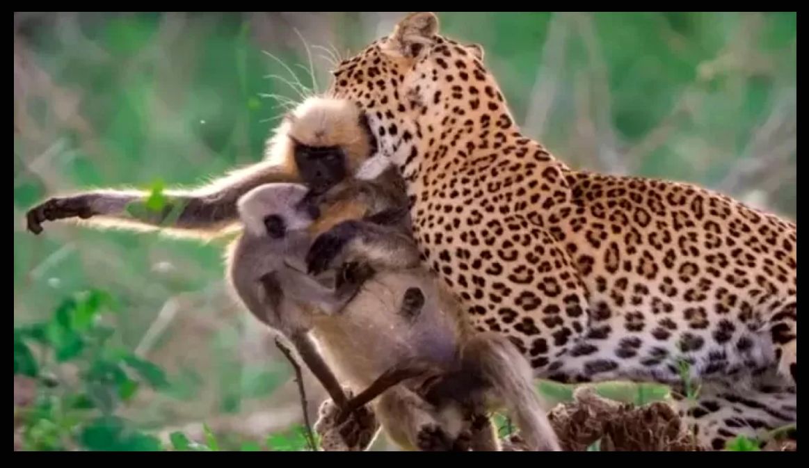 (عکس) بچه میمون نگون‌بخت در دهان پلنگ هم مادر را محکم بغل کرده 