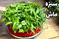 (ویدئو) آموزش درست کردن «سبزه ماش» برای عید در 10 روز
