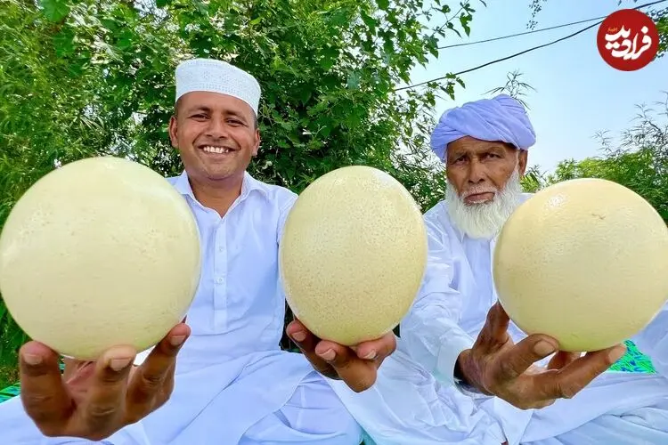 ببینید| غذای روستایی در پاکستان؛ پخت املت با تخم شترمرغ در طبیعت