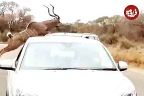 ببینید| پرش حیرت انگیز کودو از روی خودرو برای فرار از دست شیر