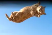 کوچک ترین بدن، بزرگ ترین نسبت پرش + اینفوگرافیک