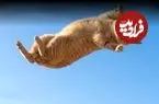 کوچک ترین بدن، بزرگ ترین نسبت پرش + اینفوگرافیک