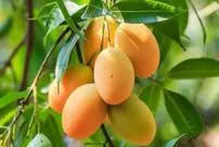 (ویدئو) برگ درخت انبه زیر میکروسکوپ درحال تولید اکسیژن