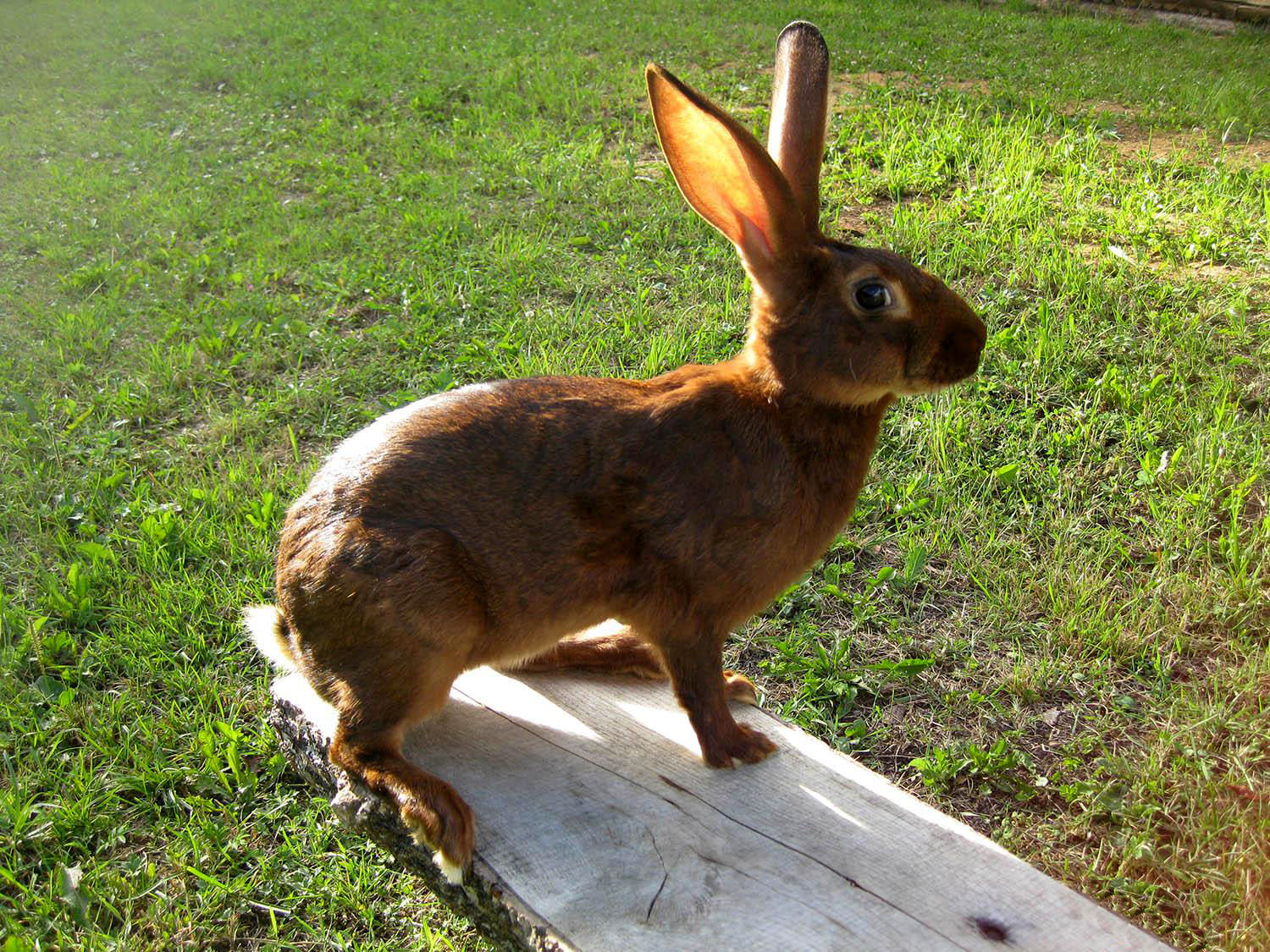 (ویدئو) غول‌پیکرترین خرگوش جهان؛ ۹۰ سانتی‌متر با ۹ کیلو وزن!