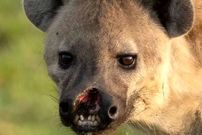 تصاویر؛ یک کفتار با لب پاره شده خبرساز شد