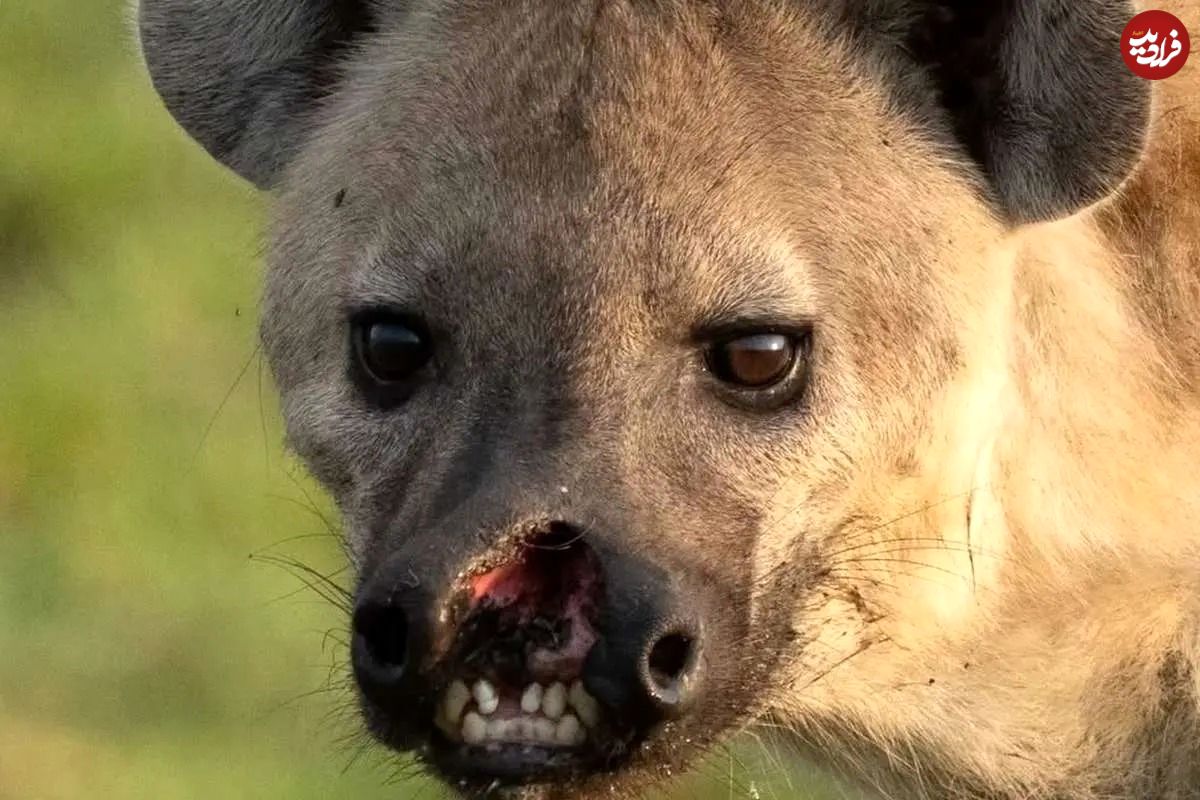 تصاویر؛ یک کفتار با لب پاره شده خبرساز شد