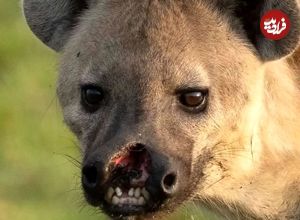 تصاویر؛ یک کفتار با لب پاره شده خبرساز شد