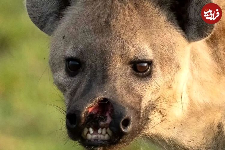 تصاویر؛ یک کفتار با لب پاره شده خبرساز شد