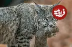 ببینید| گربه دم‌کوتاه روی حصار باریک یک سنجاب را شکار کرد