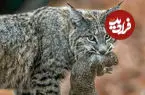 ببینید| گربه دم‌کوتاه روی حصار باریک یک سنجاب را شکار کرد